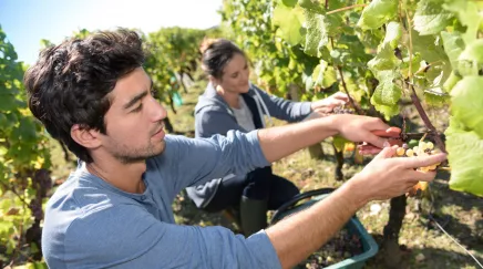 un homme et une femme qui cueillent des raisins 