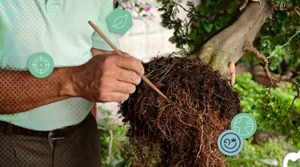 Un homme prépare les racines d’un bonsaï avec un outil pointu